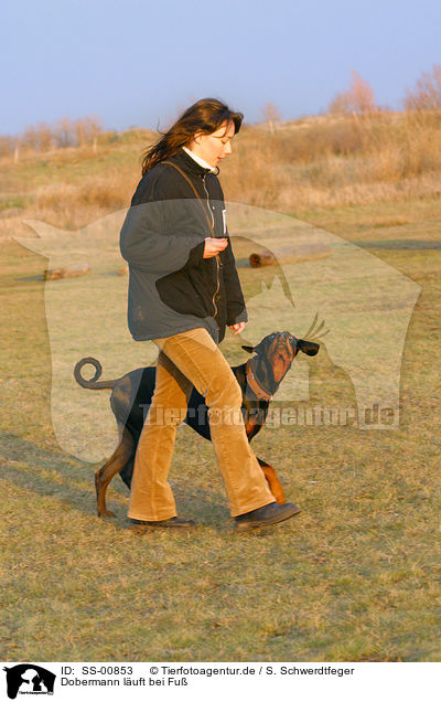 Dobermann luft bei Fu / Doberman Pinscher at training / SS-00853