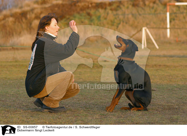 Dobermann fngt Leckerli / Doberman Pinscher catches treat / SS-00857