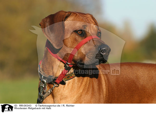 Rhodesian Ridgeback mit Halti / Rhodesian Ridgeback with gentle leader / RR-06343