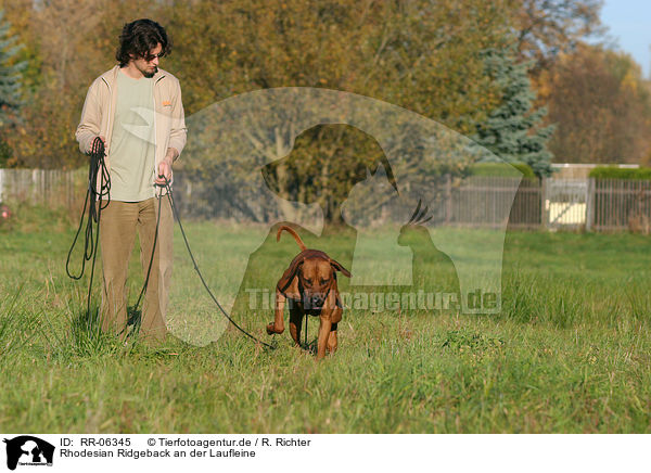 Rhodesian Ridgeback an der Laufleine / walking with Rhodesian Ridgeback / RR-06345