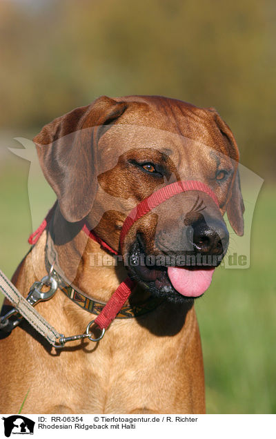 Rhodesian Ridgeback mit Halti / Rhodesian Ridgeback with gentle leader / RR-06354