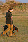 Dobermann luft bei Fu