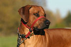 Rhodesian Ridgeback mit Halti