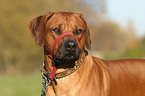 Rhodesian Ridgeback mit Halti