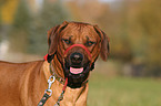 Rhodesian Ridgeback mit Halti