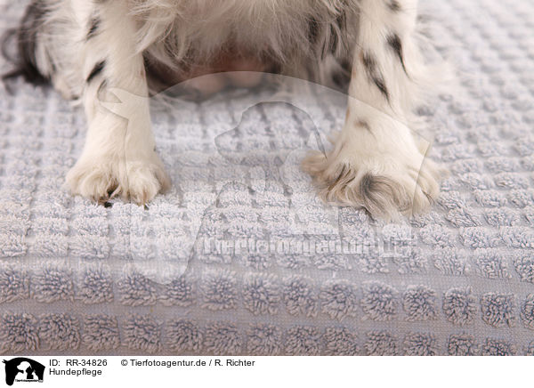 Hundepflege / dogs care / RR-34826