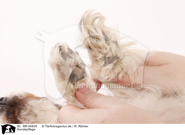 Hundepflege / dogs care / RR-34830