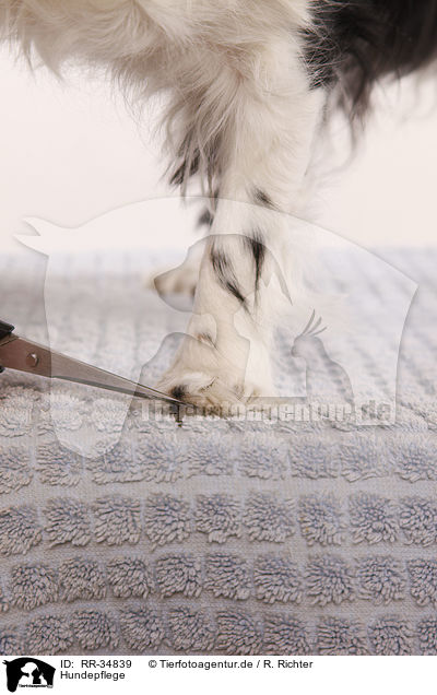 Hundepflege / dogs care / RR-34839