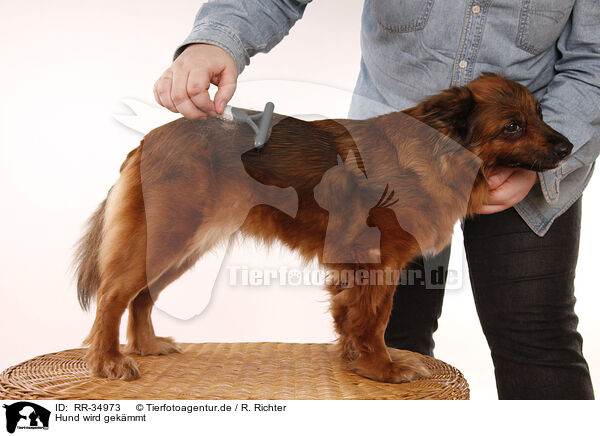 Hund wird gekmmt / combed dog / RR-34973