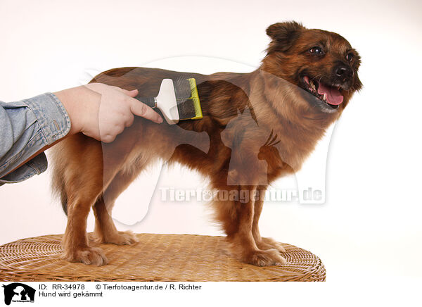 Hund wird gekmmt / RR-34978
