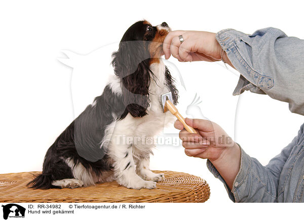 Hund wird gekmmt / RR-34982