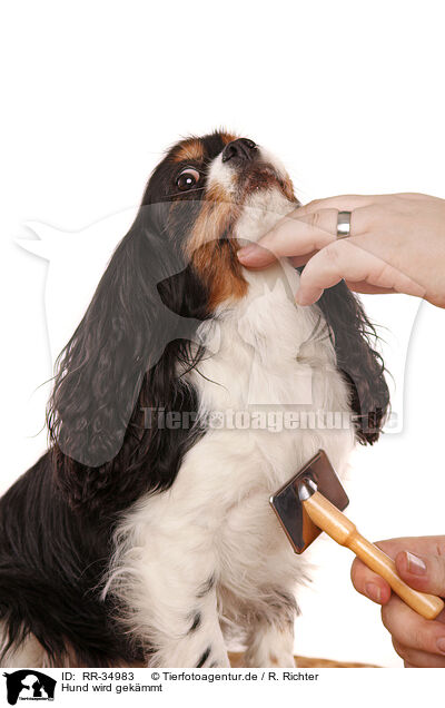 Hund wird gekmmt / combed dog / RR-34983