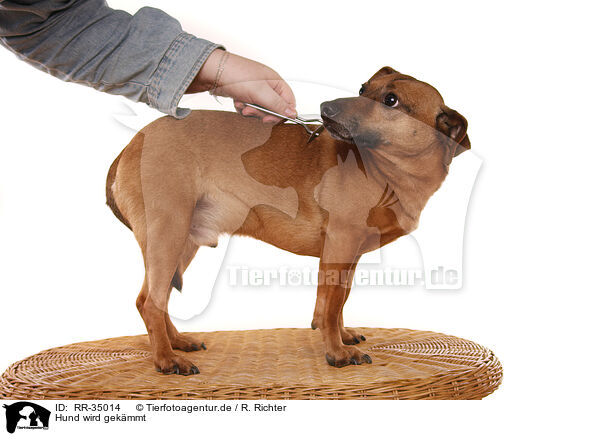 Hund wird gekmmt / combed dog / RR-35014