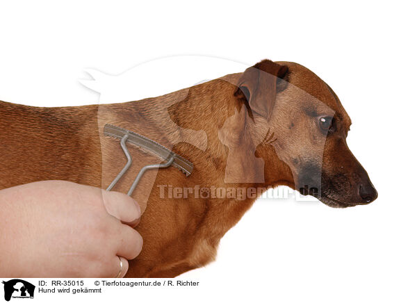 Hund wird gekmmt / combed dog / RR-35015