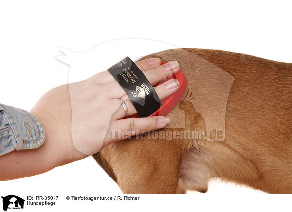 Hundepflege / dogs care / RR-35017