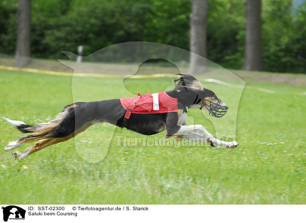 Saluki beim Coursing / SST-02300