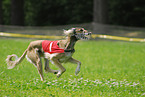 Saluki beim Coursing