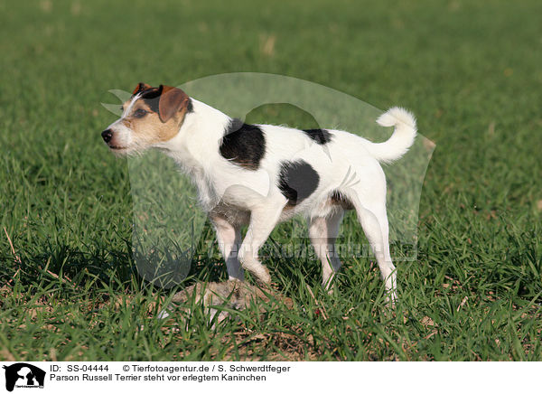 Parson Russell Terrier steht vor erlegtem Kaninchen / Parson Russell Terrier with dead rabbit / SS-04444