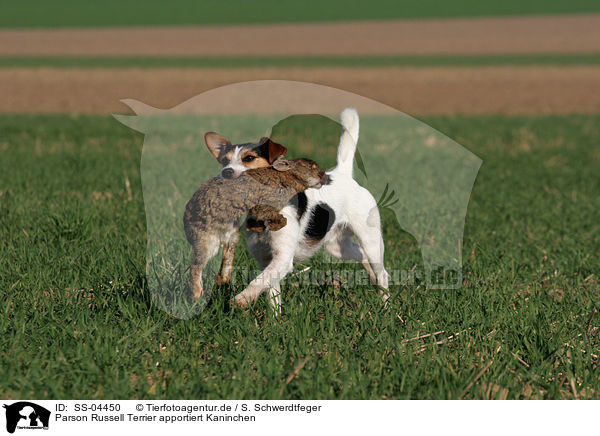 Parson Russell Terrier apportiert Kaninchen / Parson Russell Terrier retrieves rabbit / SS-04450