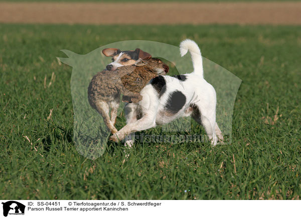 Parson Russell Terrier apportiert Kaninchen / SS-04451