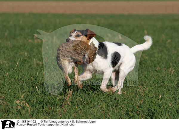 Parson Russell Terrier apportiert Kaninchen / Parson Russell Terrier retrieves rabbit / SS-04452