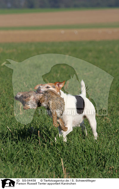 Parson Russell Terrier apportiert Kaninchen / Parson Russell Terrier retrieves rabbit / SS-04458