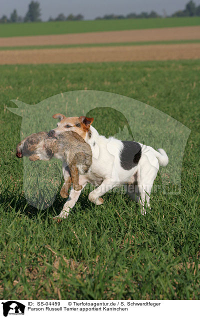 Parson Russell Terrier apportiert Kaninchen / Parson Russell Terrier retrieves rabbit / SS-04459
