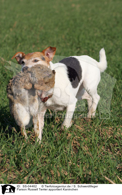 Parson Russell Terrier apportiert Kaninchen / Parson Russell Terrier retrieves rabbit / SS-04462