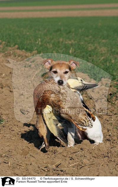 Parson Russell Terrier apportiert Ente / Parson Russell Terrier retrieves duck / SS-04470