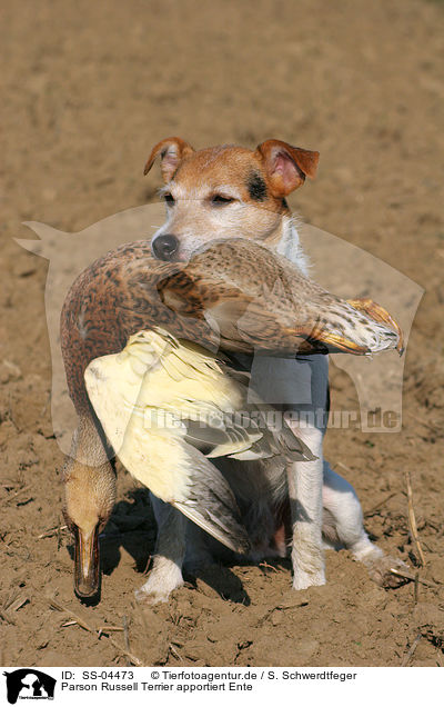 Parson Russell Terrier apportiert Ente / Parson Russell Terrier retrieves duck / SS-04473