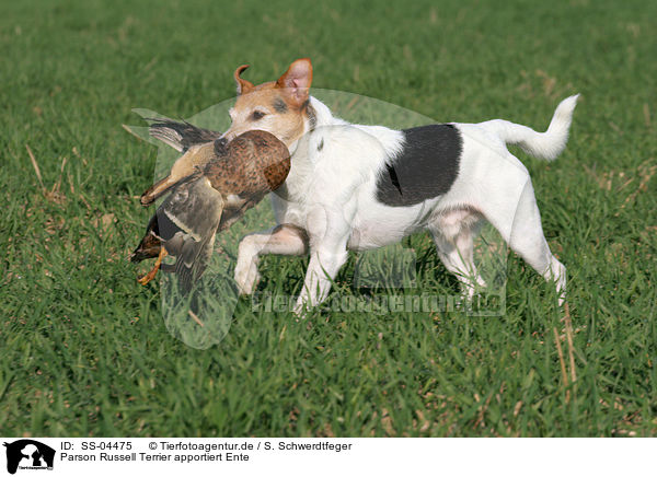 Parson Russell Terrier apportiert Ente / SS-04475