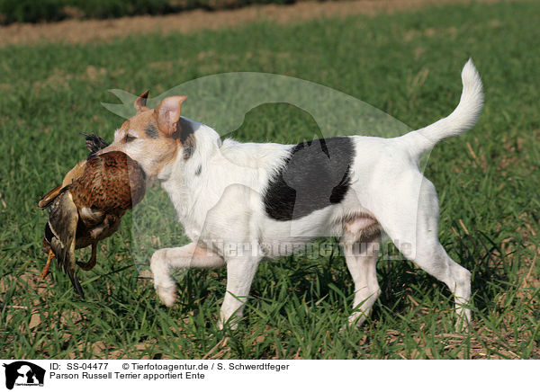 Parson Russell Terrier apportiert Ente / Parson Russell Terrier retrieves duck / SS-04477