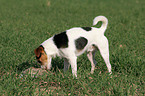 Parson Russell Terrier mit erlegtem Kaninchen