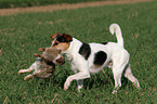 Parson Russell Terrier apportiert Kaninchen