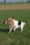 Parson Russell Terrier apportiert Kaninchen