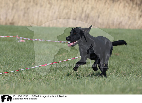 Labrador wird longiert / JB-01053