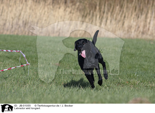 Labrador wird longiert / JB-01055