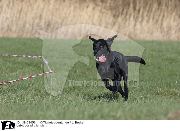 Labrador wird longiert / JB-01056