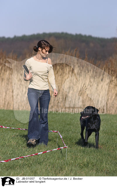 Labrador wird longiert / JB-01057