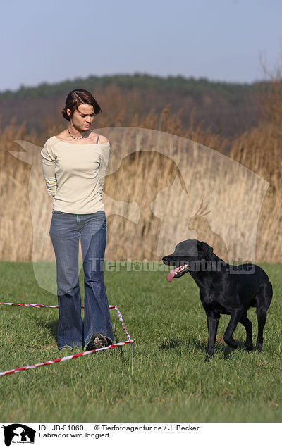 Labrador wird longiert / JB-01060