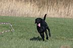 Labrador wird longiert