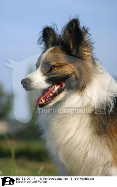 Mischlingshund Portrait / mongrel portrait / SS-00117