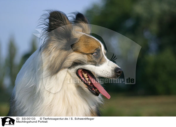 Mischlingshund Portrait / mongrel portrait / SS-00133