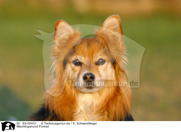 Mischlingshund Portrait / SS-00431