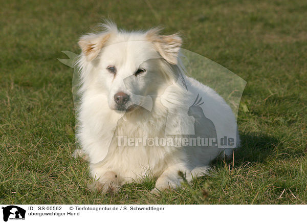 bergewichtiger Hund / overweight dog / SS-00562
