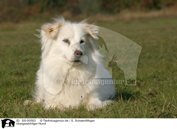 bergewichtiger Hund / overweight dog / SS-00563