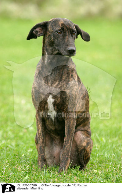 sitzender Mischling / sitting Mongrel / RR-00789