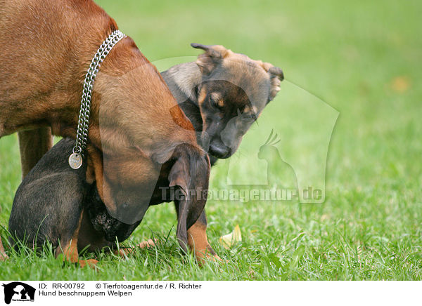 Hund beschnuppern Welpen / dog is snuffling the puppy / RR-00792