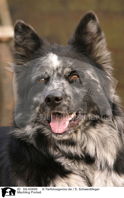 Mischling Portrait / mongrel portrait / SS-00699