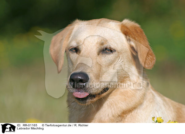 Labrador Mischling / Mongrel / RR-01165